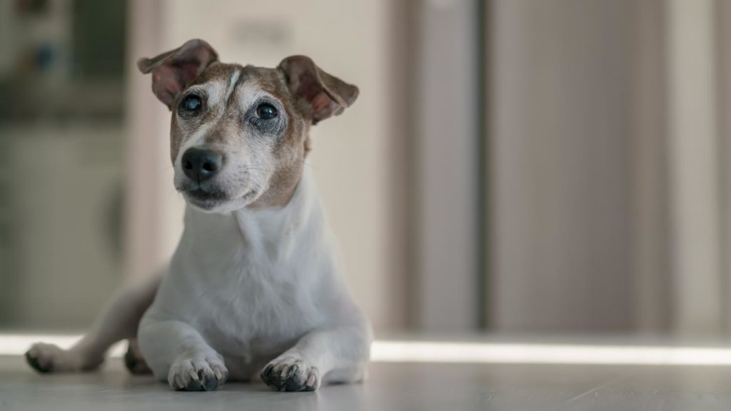 Jack Russell Lebenserwartung - Wie alt wird ein Jack Russell?