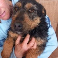 Entzückende Welsh-Terrrier-Mix-Hündin BORA, 6 Jahre - sucht noch (Stand: 27.01.25)