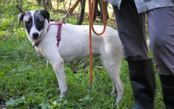 OREO sucht sein Für-Immer-Zuhause!