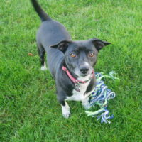 Jack Russell / Boston Terrier Mix