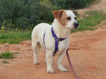 TOBY - 28 cm - Schoßhündchen sucht siccheren Lebensplatz