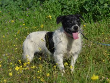 MICHAEL - 30cm klein, schüchtern, sucht Geborgenheit